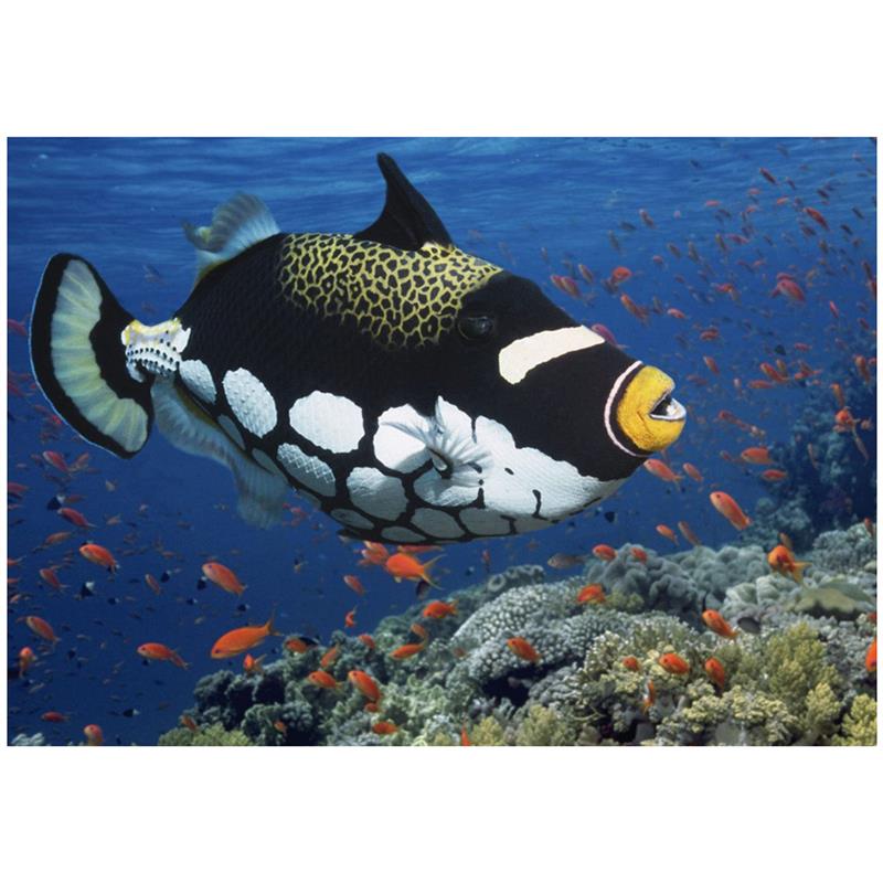 Clown triggerfish - imagine 4